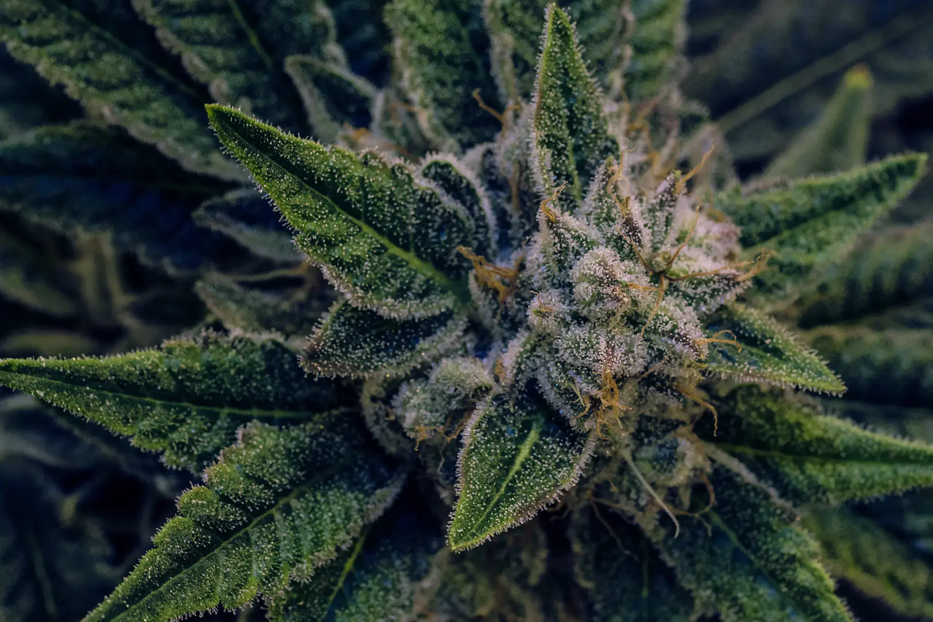Cannabis (4)